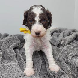 Woodstock - Parti male Poodle puppy in Dover, Delaware from Dogtastic Poodles