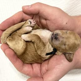 Greg - Red  male Goldendoodle puppy in Huntington, Utah from Krispydoodle