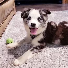 Australian Shepherds and Miniature Australian Shepherds from Wiggle Creek Aussies