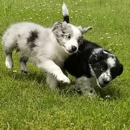 Border Collie Puppies from Bond Border Collies