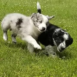 Border Collie Puppies from Bond Border Collies