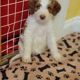 Labradoodle Puppies from Tyson's Farm Doodles