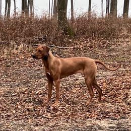 Sadie - Rhodesian Ridgeback