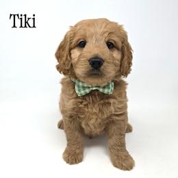 Tiki - Apricot male Goldendoodle puppy in Crawfordsville, Indiana from Winding Creek Ranch Doodles