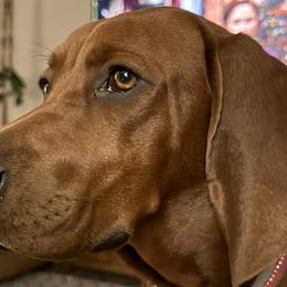 Redbone Coonhounds from Dorsett Dogs