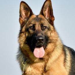 German Shepherds from Dixonhill German Shepherds