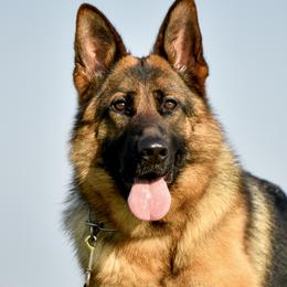 German Shepherds from Dixonhill German Shepherds