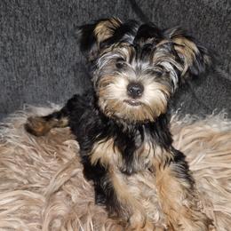Yorkshire Terrier puppies from PB Legacy Yorkies