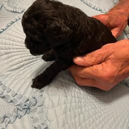 Tigger - Black male Poodle puppy in Lexington, Tennessee from Jm’s Precious Poodles