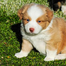 Miniature Australian Shepherd Puppies from Rockin D Mini Aussies