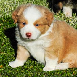 Miniature Australian Shepherd Puppies from Rockin D Mini Aussies