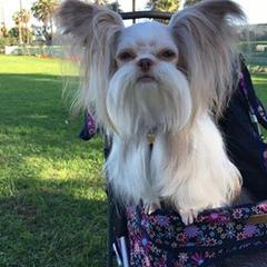 Mi-Ki Puppies from Mi-Kis of OZ