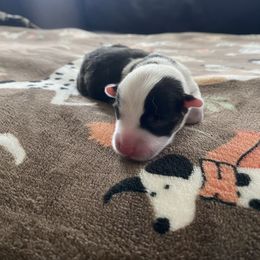 Girl 1 - Black and tan female Pembroke Welsh Corgi puppy in Rosharon, Texas from Morning Glory Corgis