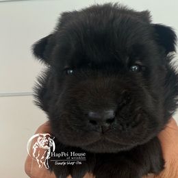 Apple - Black male Chinese Shar-Pei puppy in Chipley, Florida from HapPei House of Wrinkles