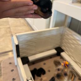 Boy 1 (smallest) shorter - Black and tan male Yorkshire Terrier puppy in Carmichael, California from Mckeever's Yorkies