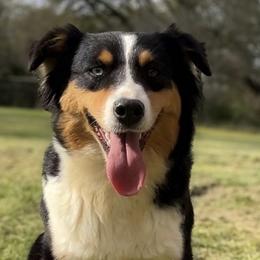 Aussiedoodles, Australian Shepherds, and Miniature Australian Shepherds from Ten Mile Aussies