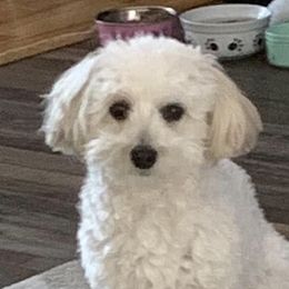 Havapoos from Growing by 4 Paws Doodles Cadillac