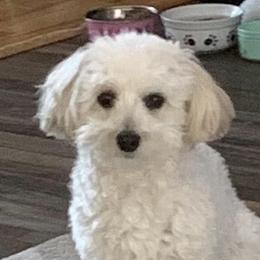 Havapoos from Growing by 4 Paws Doodles Cadillac