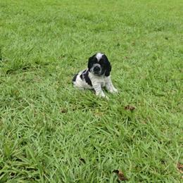 Windy - Blue roan female Cocker Spaniel puppy in Florence, South Carolina from Reddick's American Cocker Spaniels