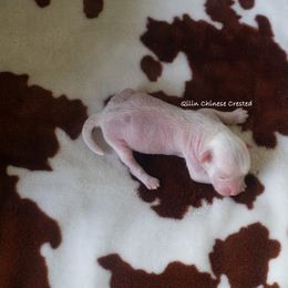 Chinese Crested Puppies from Qilin Chinese Crested