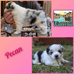 Pecan - Miniature American Shepherd puppy from Wanderlust Mini American Shepherds