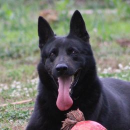 Java - German Shepherd