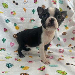 Rose - Black and white female Boston Terrier puppy in Fillmore, Illinois from Wind Hill Puppies