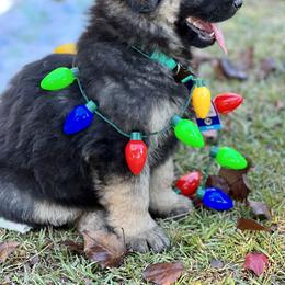 German Shepherd and Miniature American Shepherd Puppies from Bouchard’s Best Shepherds