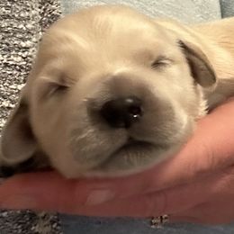 Golden Retriever puppies from France Family Goldens