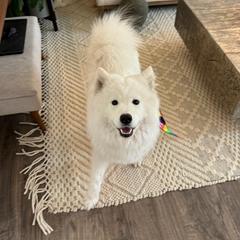 Lumilee - Samoyed