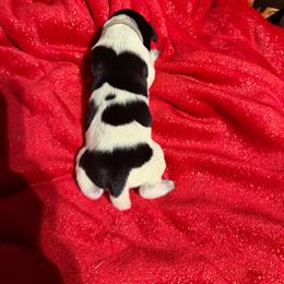 Grey - Black roan male German Shorthaired Pointer puppy in Jackson, Georgia from Rosengrace Gsps (formerly Tiner GSP’s)