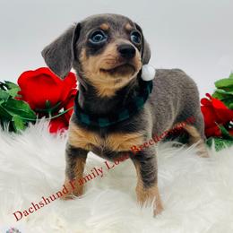 Baby Bear Miniature - Blue and cream male Dachshund puppy in Chino Valley, Arizona from Dachshund Family Love Breeders