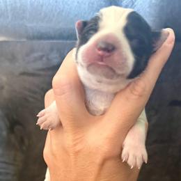 3 - Black & white female Miniature Australian Shepherd puppy in Chilton, Wisconsin from Pointless Acres