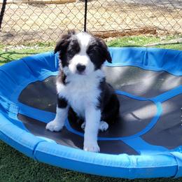 Cali Calisto - Black and white Border Collie puppy in Morgan, Texas from Shooting Star Ranch
