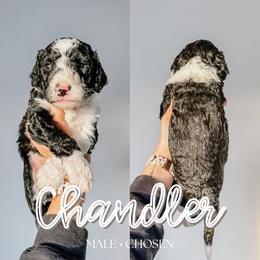 Chandler - Black and white male Sheepadoodle puppy in Republic, Missouri from DOOD & Co