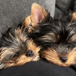 Yorkshire Terriers from Cozy Coeur Yorkies