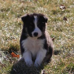 Claudia - Black female Border Collie puppy in Tiskilwa, Illinois from First Harmony Farms