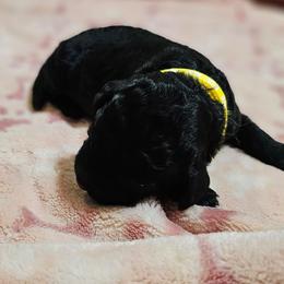 Bubbles - Black female Goldendoodle puppy in Harris County, Texas from Cute & Curly Doodles