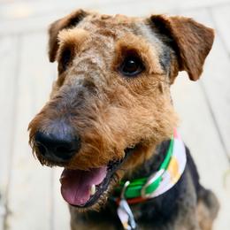 Archie - Airedale Terrier
