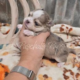 Georgia - Merle female Chihuahua puppy in Bowdon, Georgia from Paschal's Pups