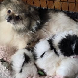 Pomeranian puppies from ADKPOM Adirondack Pomeranians