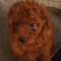 Hopper - Red male Cavapoo puppy in East Providence, Rhode Island from Marta's Cavaliers