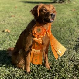 Golden Retriever All Grown Up from Oak Bottom Retrievers