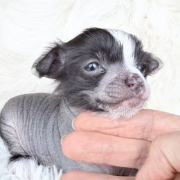 Kobe - White and chocolate male Chinese Crested puppy in Rancho Cordova, California from Royal Chinese Crested