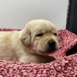 Orange - Yellow male Labrador Retriever puppy in New Oxford, Pennsylvania from Precious Mountain View Labrador