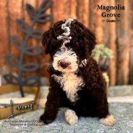 Lemon - female Australian Mountain Doodle puppy in Oxford, Alabama from Magnolia Grove Doodles