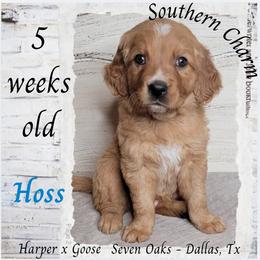 Hoss (Blue Collar) - Dark golden male Golden Retriever puppy in Scurry, Texas from 07 Seven Oaks Goldens and Doodles