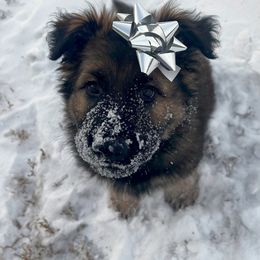 German Shepherd Puppies from Journey's German Shepherds (Kennel Vom Himmel)
