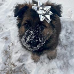 German Shepherd Puppies from Journey's German Shepherds (Kennel Vom Himmel)