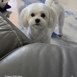 Sugar - White male Maltipoo puppy in Brooksville, Florida from DeVall Maltipoos